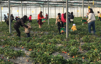 相約采摘草莓，盡享田園樂趣